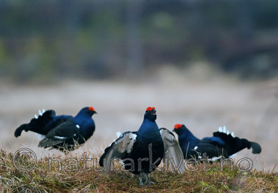 BB 06 0112 / Tetrao tetrix / Orrfugl